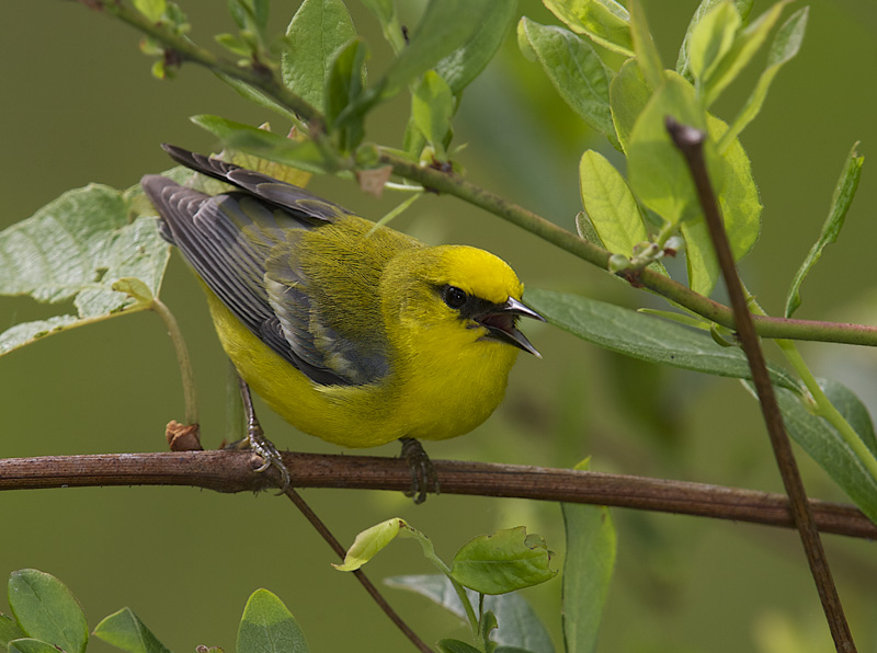 Rodda Blue wing warbler